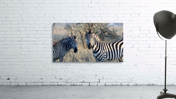 Zebras Wall Preview