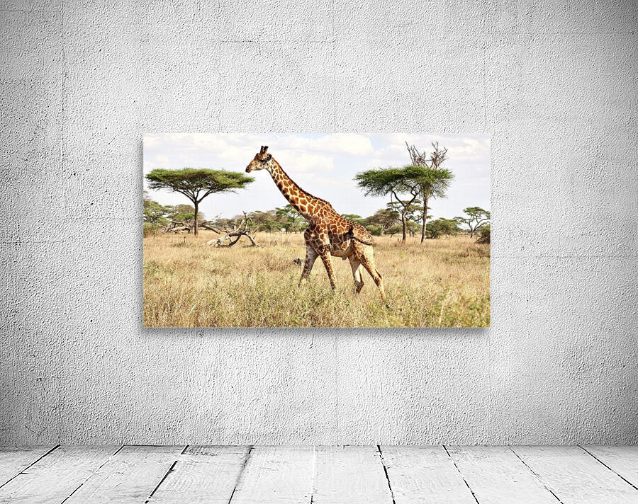 Giraffe Wall Preview