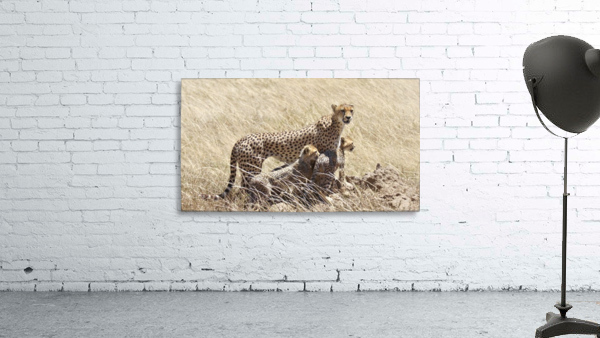 Mama Cheetah Wall Preview