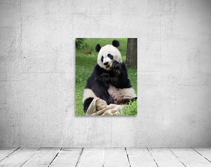 Panda Wall Preview