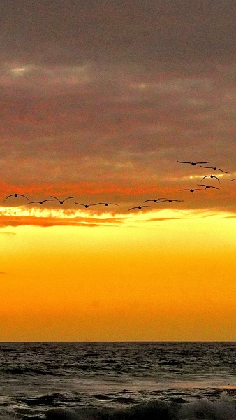 Pelican Sunset Digital Download