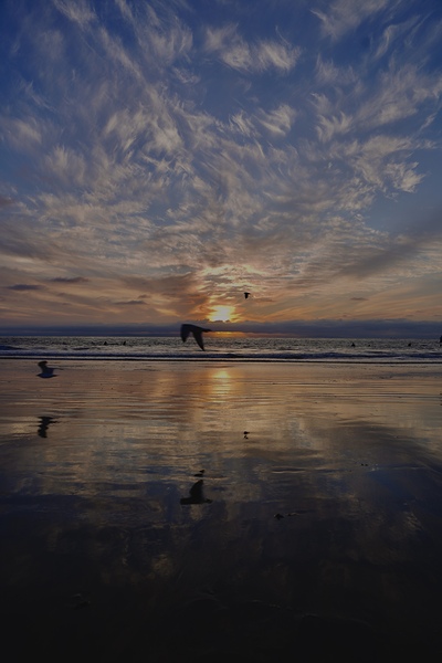 Flight Digital Download