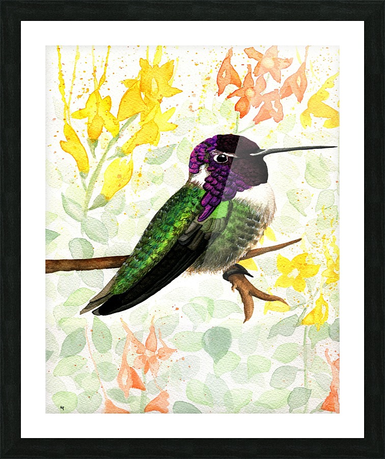 CostasHummingbird Picture Frame print