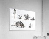 Desert Animals Impression acrylique