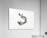 Broken Jaw Acrylic Print
