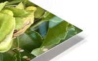 IMG 2566 HD Metal print