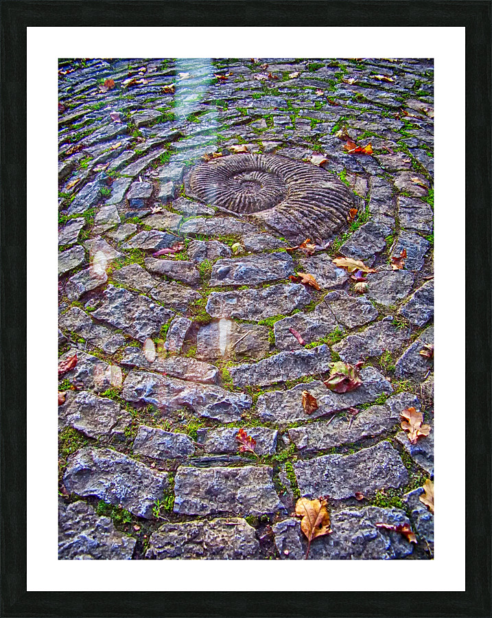 amonite hdr Picture Frame print