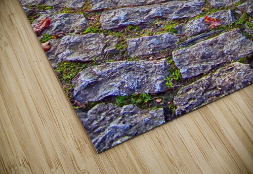 amonite hdr Steve Painter puzzle