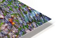 amonite hdr HD Metal print
