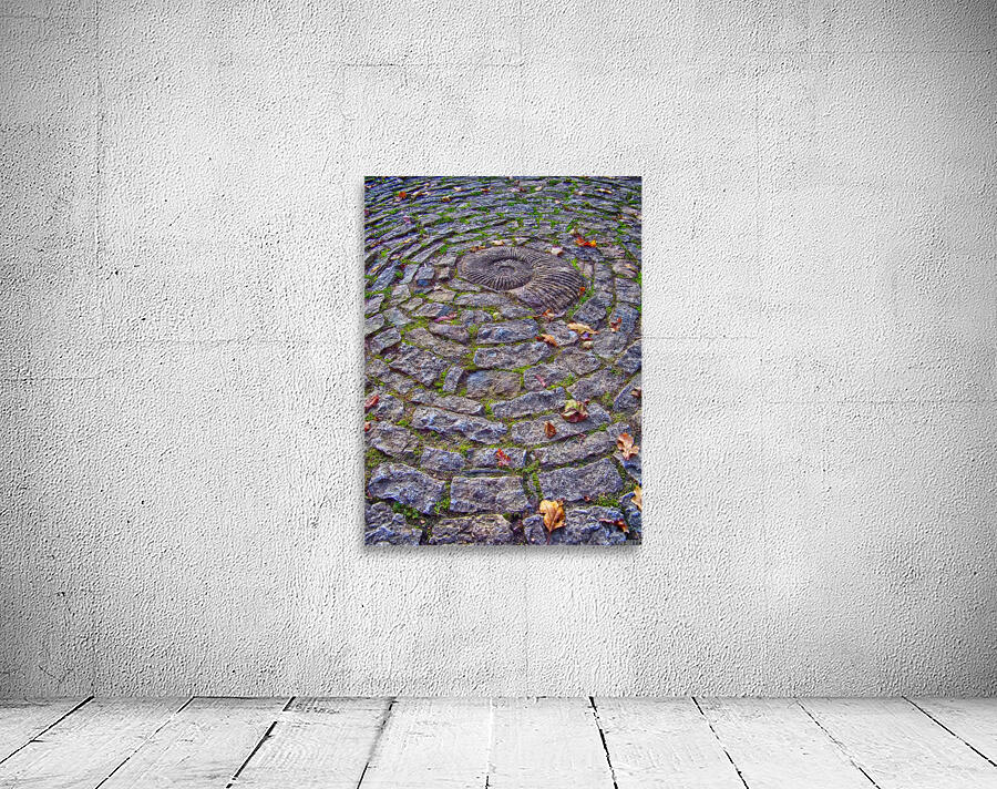 amonite hdr Wall Preview