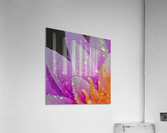 Water Lilly Acrylic Print
