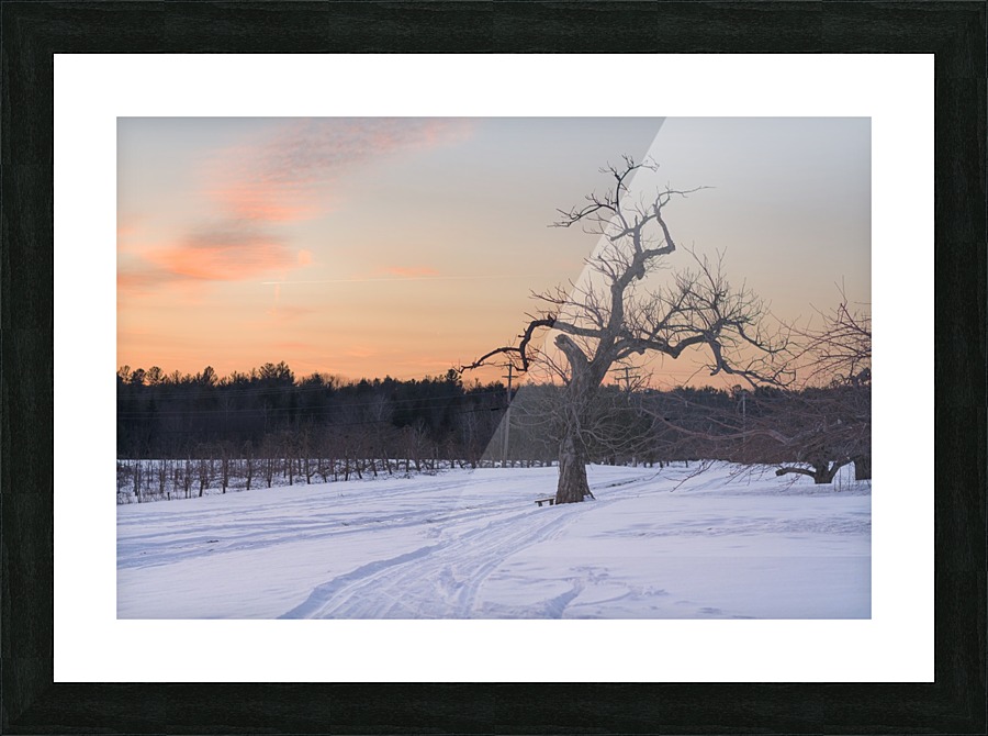 Lonesome Tree Picture Frame print