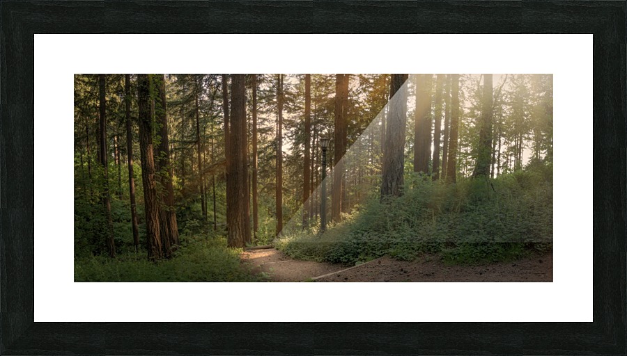 PNW Forest Picture Frame print