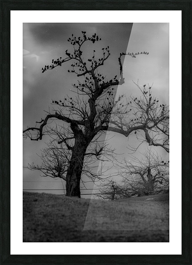 Raven Tree Picture Frame print
