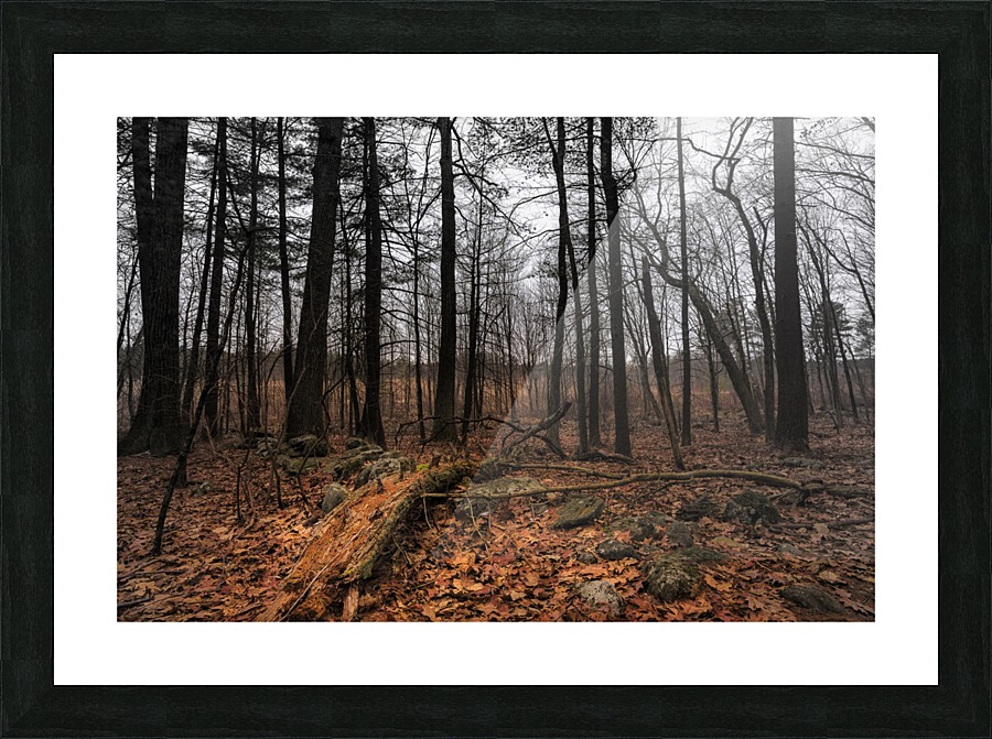 Forest Trail Picture Frame print