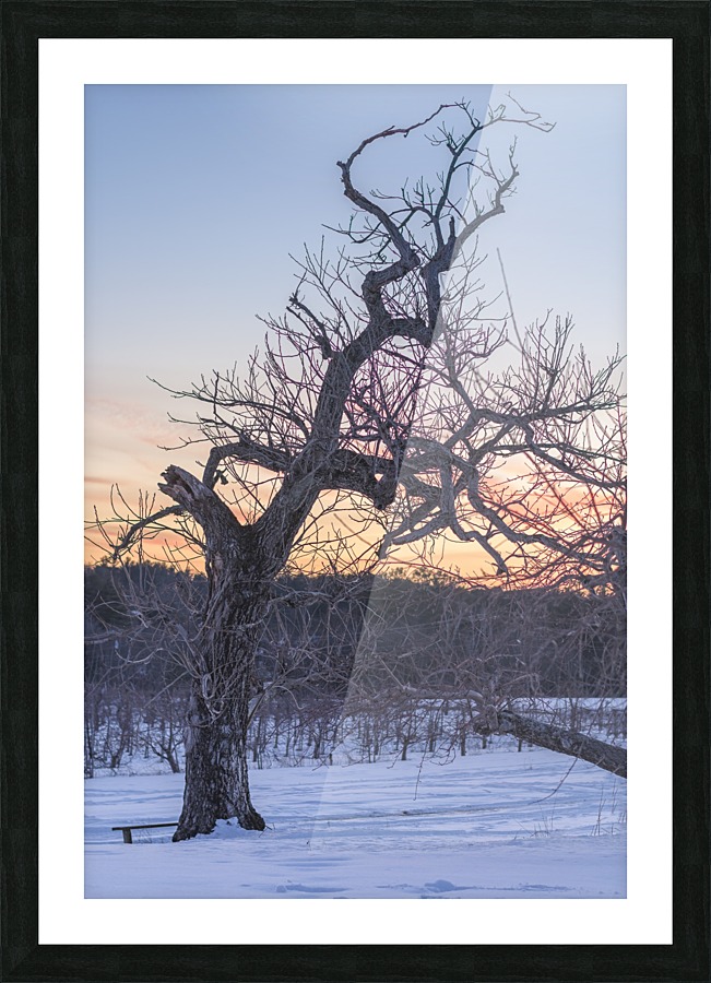 Winter Tree Picture Frame print