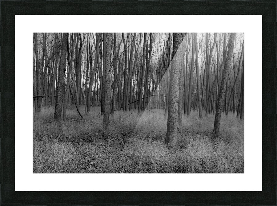 Trunks in BW Picture Frame print