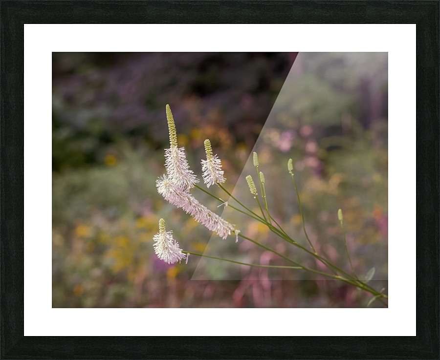 Summers End Picture Frame print