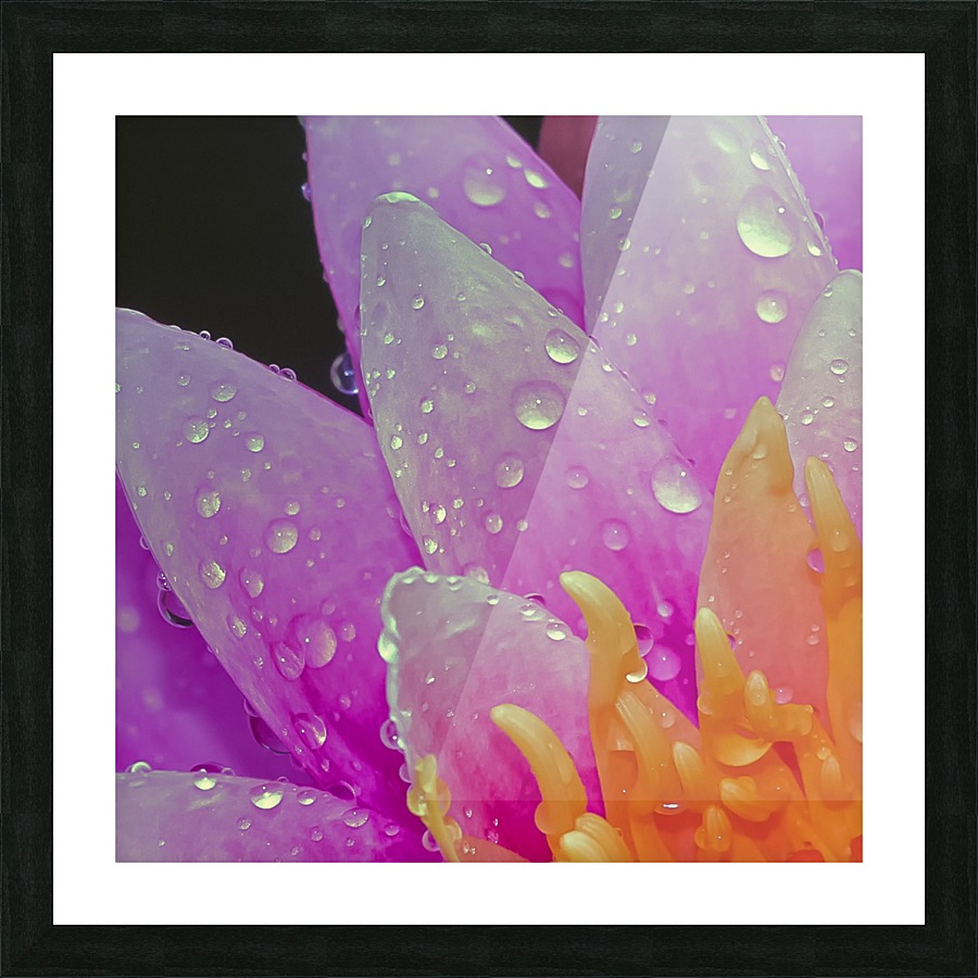 Water Lilly Picture Frame print