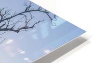 Winter Tree HD Metal print