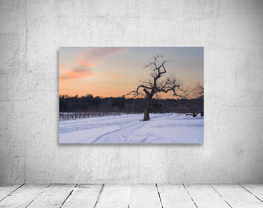Lonesome Tree Wall Preview