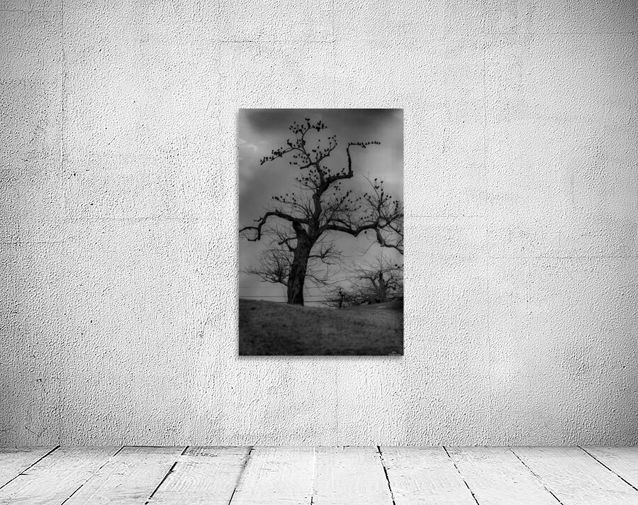 Raven Tree Wall Preview