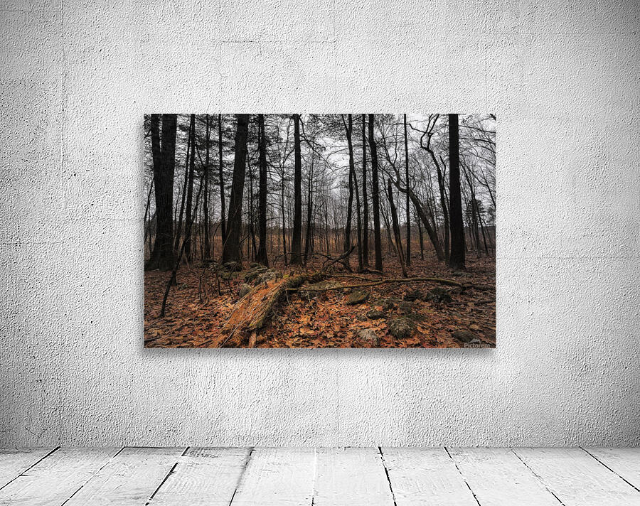 Forest Trail Wall Preview