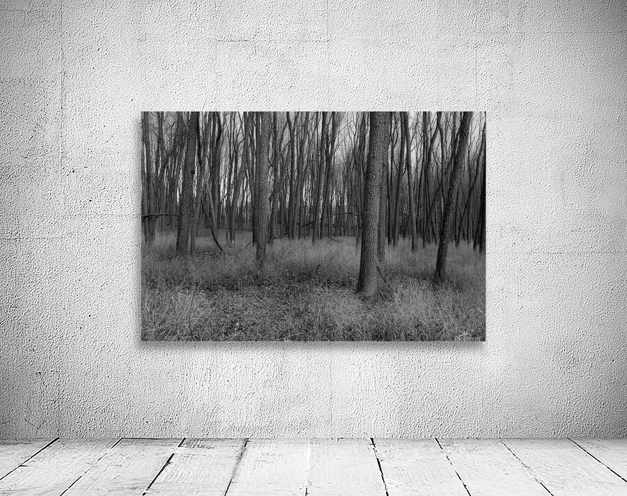 Trunks in BW Wall Preview