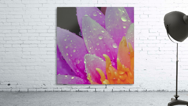 Water Lilly Wall Preview