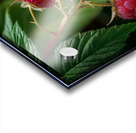 Raspberry FA 25 2x3 594 Acrylic print