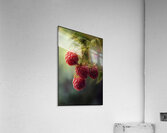 Raspberry FA 25 2x3 592 Acrylic Print