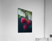 Raspberry FA 25 2x3 593 Acrylic Print