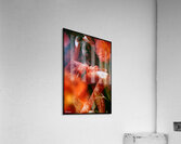 FA 25 2x3 749 Acrylic Print