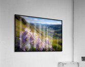FA 25 2x3 693 Acrylic Print