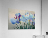 FA 25 2x3 944 Acrylic Print