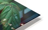 Raspberry FA 25 2x3 593 HD Metal print