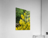 9085 Acrylic Print