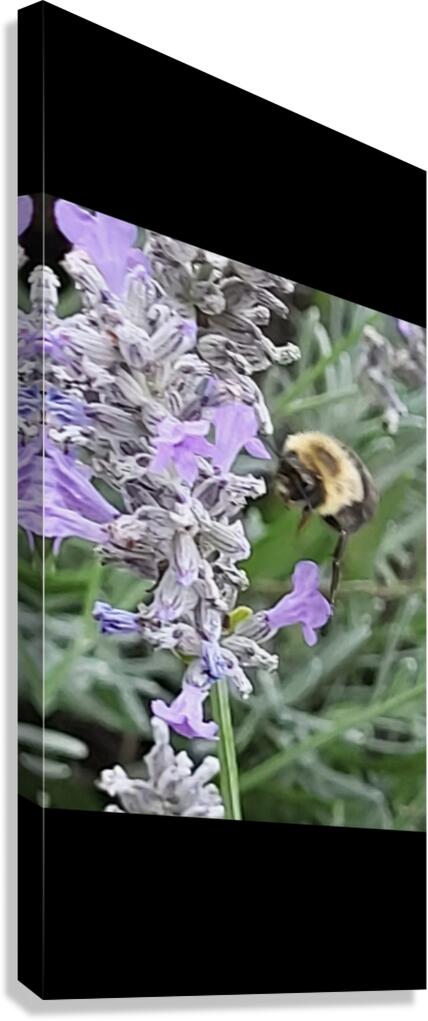 3259 Canvas Print