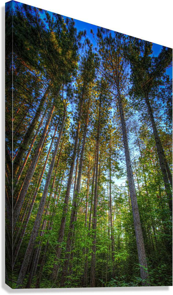 Trees Tobermory