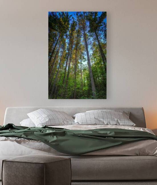 Trees Tobermory by Scott Clarke