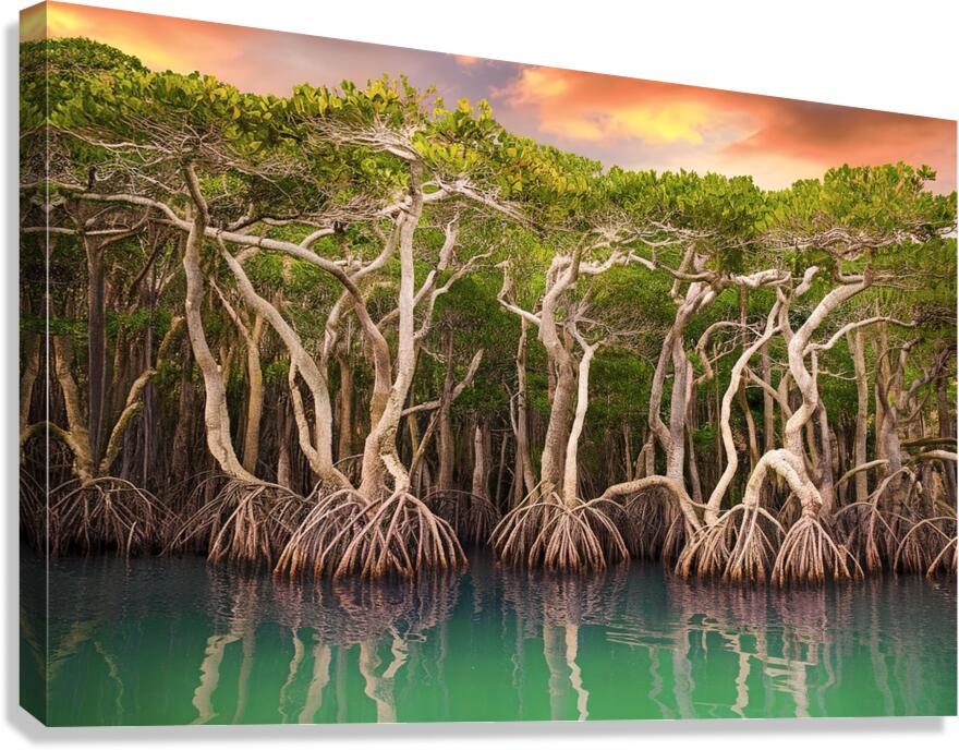 Mangrove trees along the turquoise green water 2. by Marius Tomus
