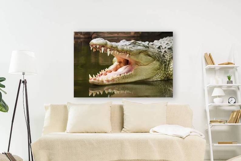 crocodile with open mouth with large teeth close by Marius Tomus
