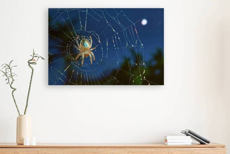 small spider on circular spiderweb at night by Marius Tomus