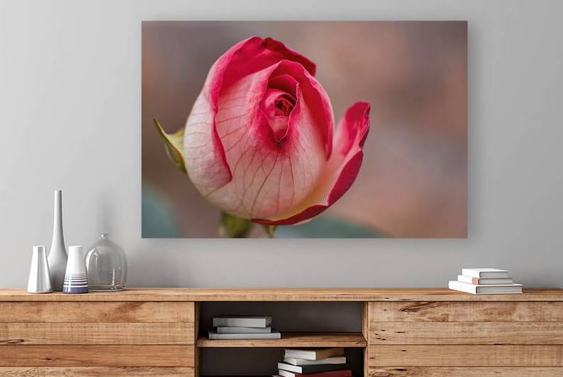 Closeup of a beautiful red rose flower just openi by Marius Tomus