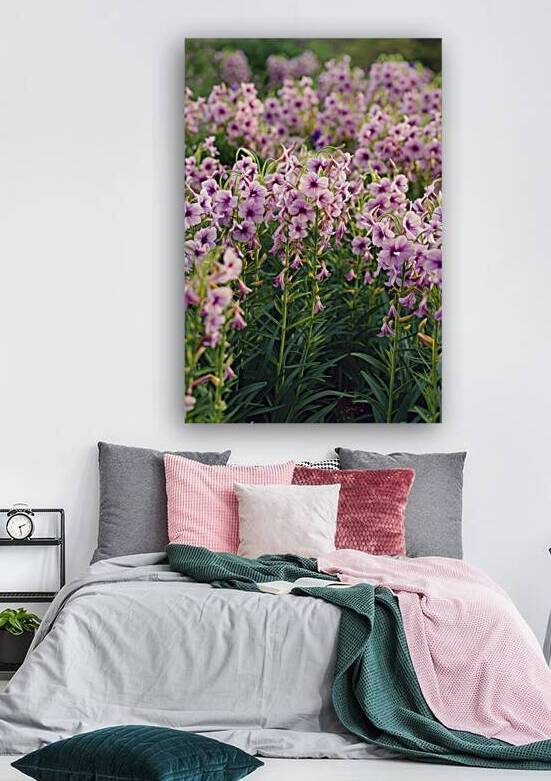 Pretty wallflowers with pink and purple petals in 1723175681.2188 by Marius Tomus
