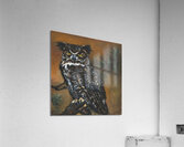 Owl Acrylic Print