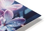 Lilacs 8 HD Metal print