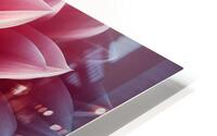 Dahlia 10 HD Metal print