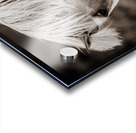 Meteor In Motion Acrylic print