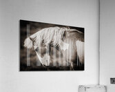 Meteor In Motion Acrylic Print